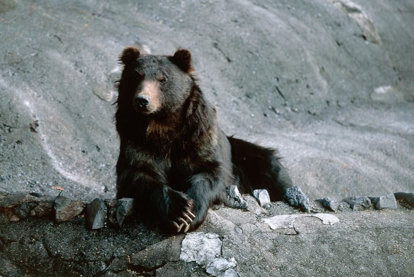 cnn blames climate change for record bear attacks in japan