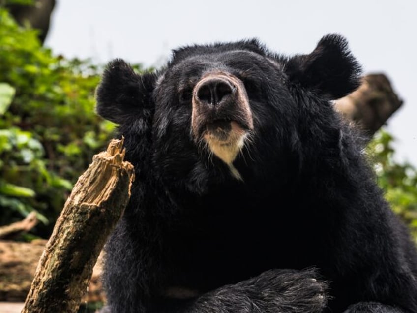 The Asian black bear (Ursus thibetanus), also known as the Asiatic black bear, moon bear and white-chested bear, is a medium-sized bear species native to Asia, lives in the Himalayas, southeastern Iran, the northern parts of the Indian subcontinent, the Korean Peninsula, China, the Russian Far East, the islands of …