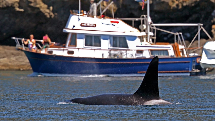 An orca swims past a recreational boat