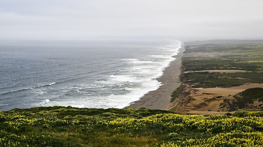 coast guard reported california shark attack prompts search for missing swimmer