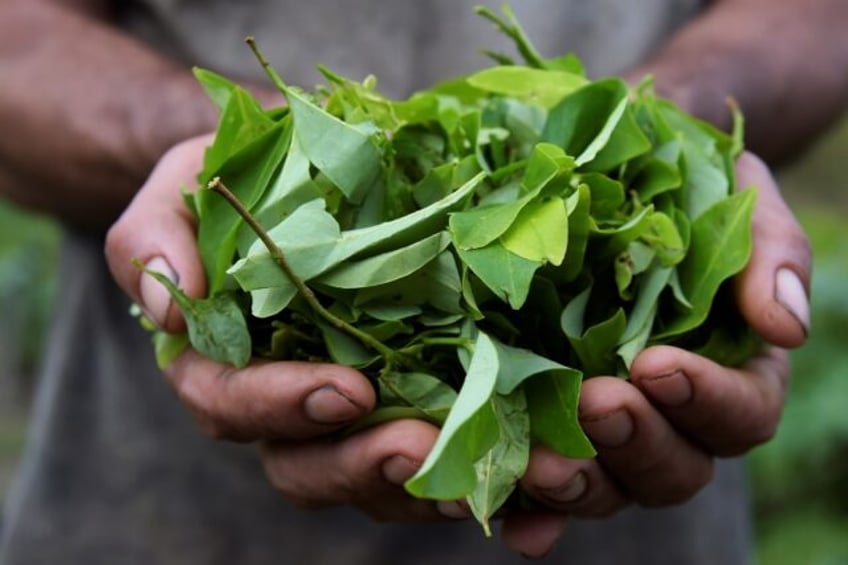 Colombia cultivated a record 230,000 hectares of coca leaf in 2022, and produced 1,738 tonnes of cocaine, according to the United Nations