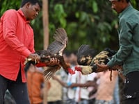 Cockfights still rule the roost in India’s forest villages