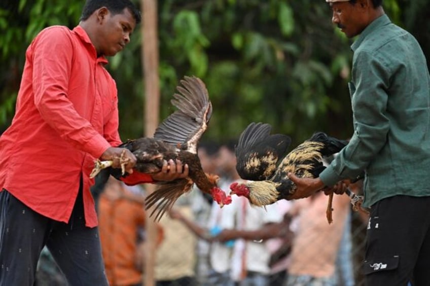 Cockfighting is a popular sport in India's Chhattisgarh state, with fans encouraging the b