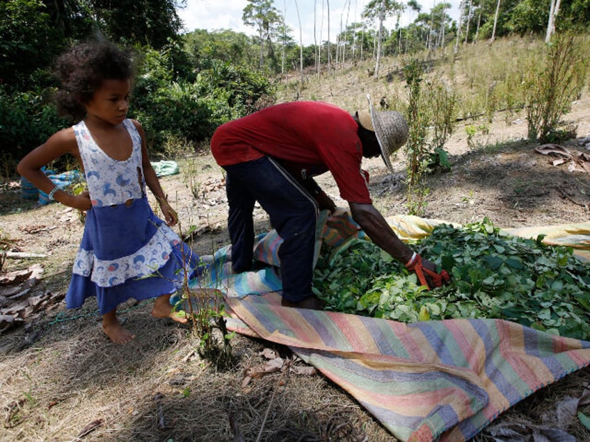 In this March 3, 2017, photo, a girl stands next to a peasant harvesting coca leaves at a