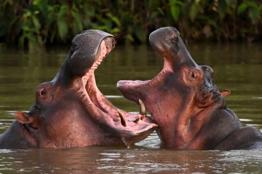 colombia to cull some of pablo escobars hippos