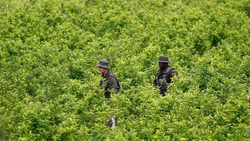 colombian coca crops used to make cocaine at an all time high last year un says