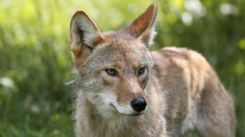 close up photo on coyote face