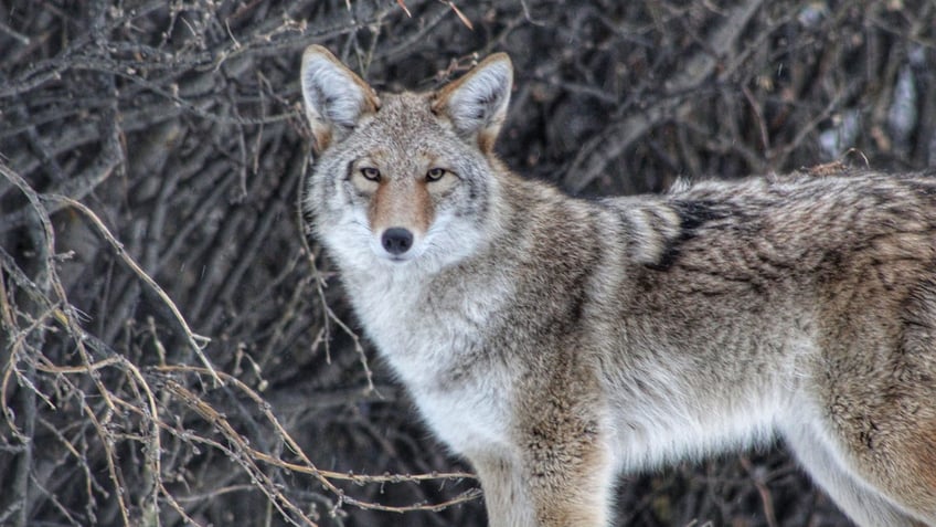 Coyote In The Wild