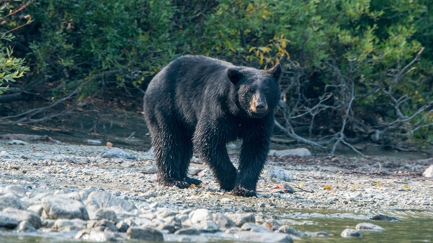 Black bear looking for food in Alaska