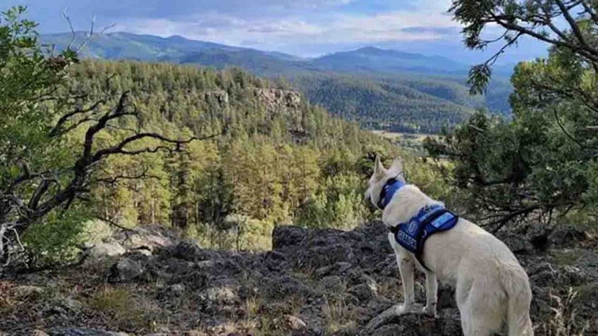 colorado hiker missing for months found dead his dog still alive by his side