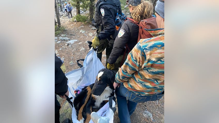 colorado hikers find lost dog on mountain trail 2 months after pet went missing