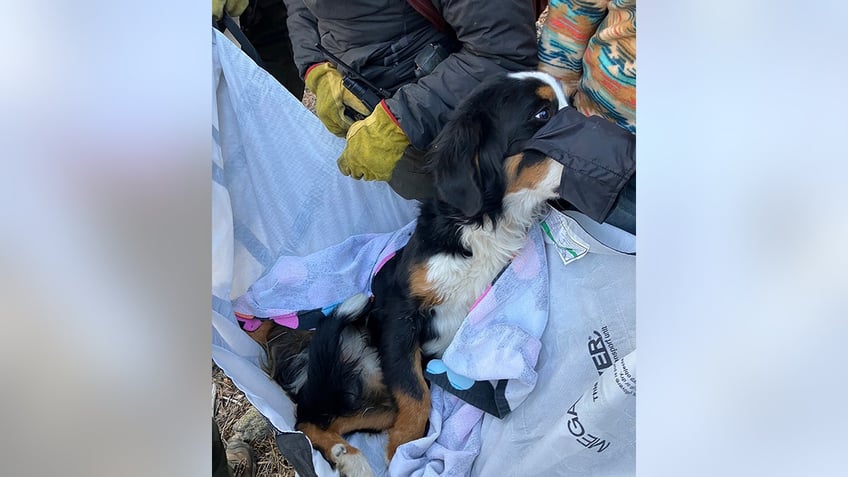 colorado hikers find lost dog on mountain trail 2 months after pet went missing