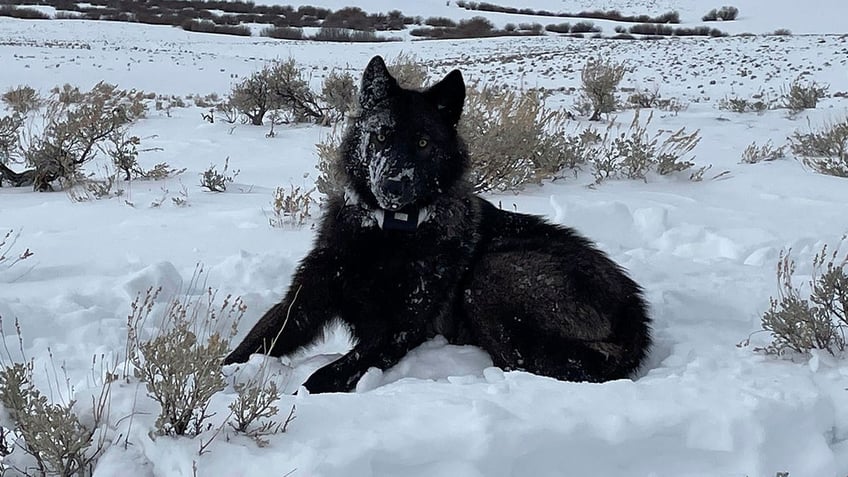 Wolf pup