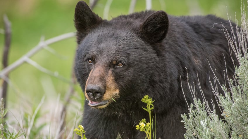 colorado man charged after killing black bear mother cubs police