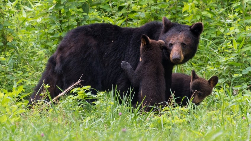 colorado man charged after killing black bear mother cubs police