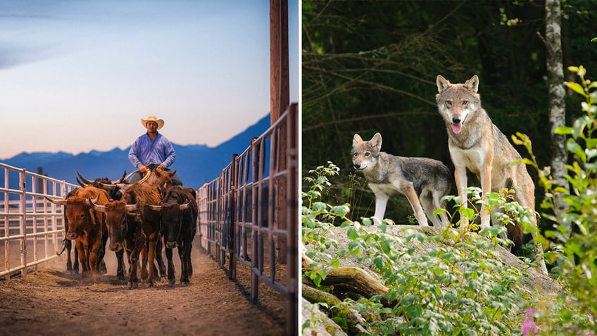 Colorado ranchers calling on removal of wolves