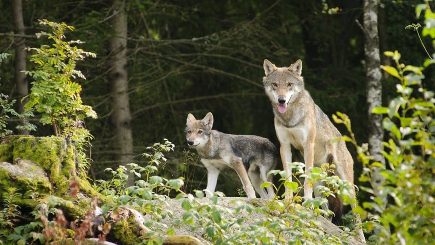 Colorado ranchers calling on removal of wolves