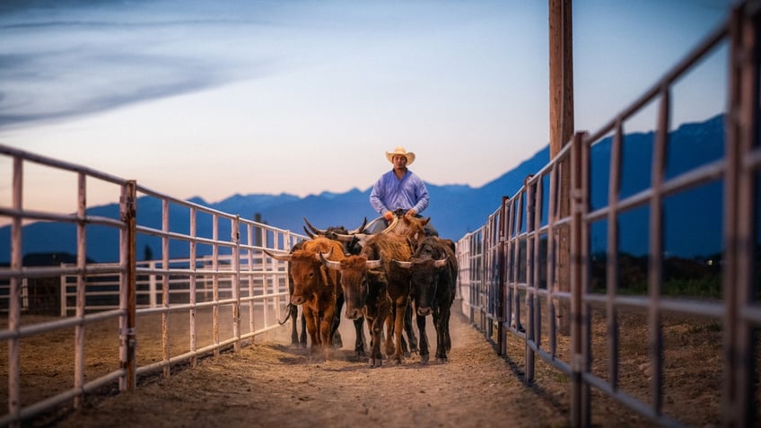 cattle being killed by wolves in Colorado