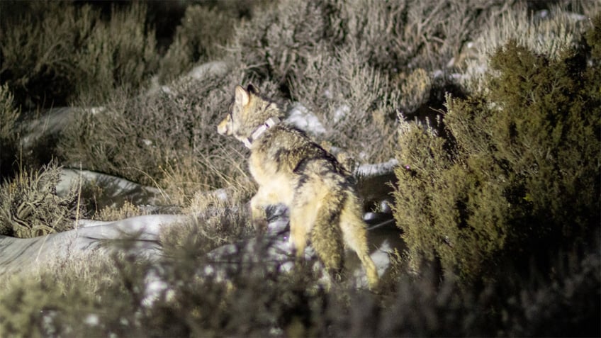 wolf walks among snowy shrubs