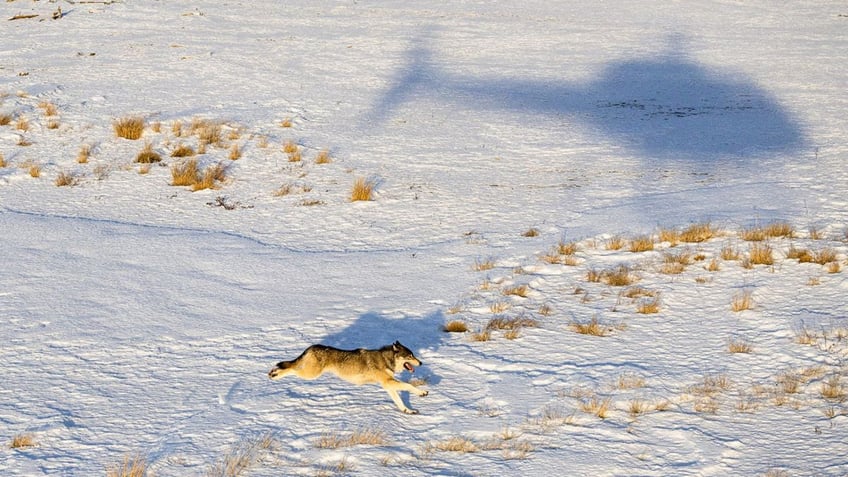 wolf runs across snowy field