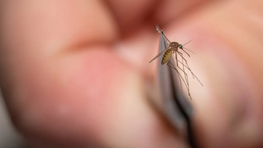 colorado reports its first west nile virus case in humans this year