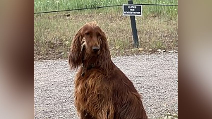 Tawny-Irish-Setter