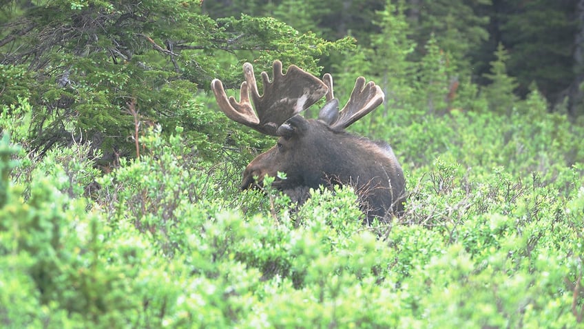 colorado woman recalls horrifying moose attack broke three of my vertebrae