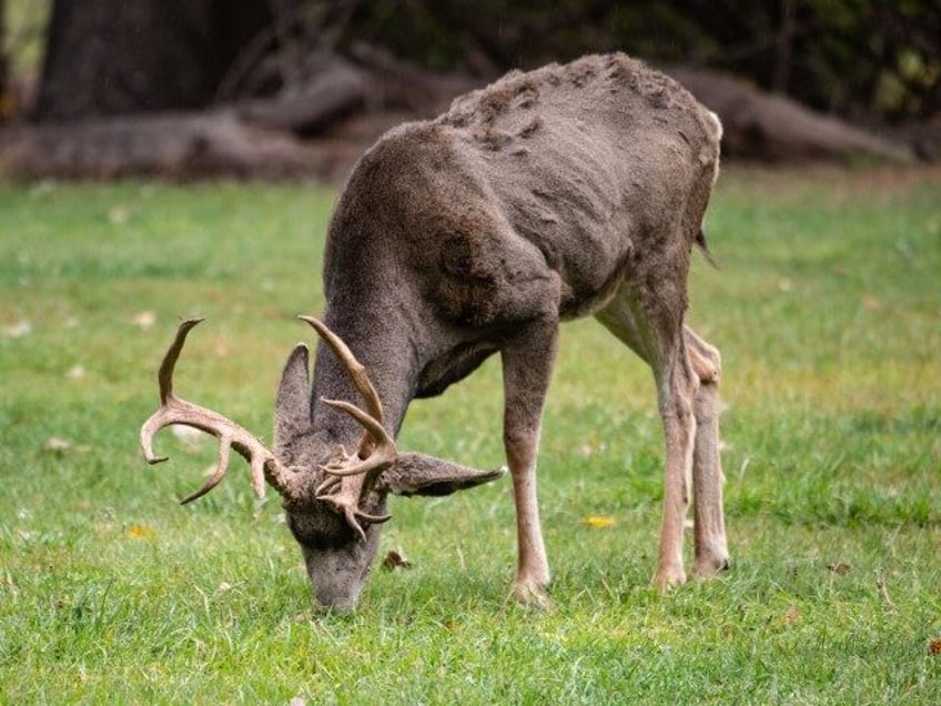 Mule Deer Buck at Torrey, Utah, Capitol Reef National Park,. (Bernard Friel/UCG/Universal Images Group via Getty)