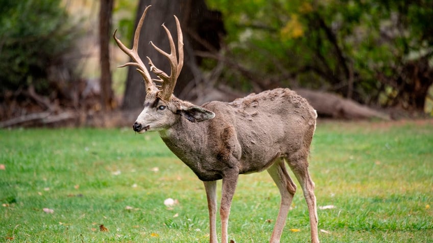 Mule deer buck