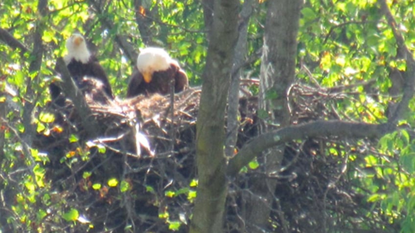 colts safetys father identified as man who allegedly killed bald eagle with rifle