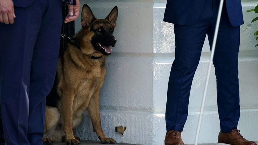 commander biden is getting the short end of the stick dog trainer