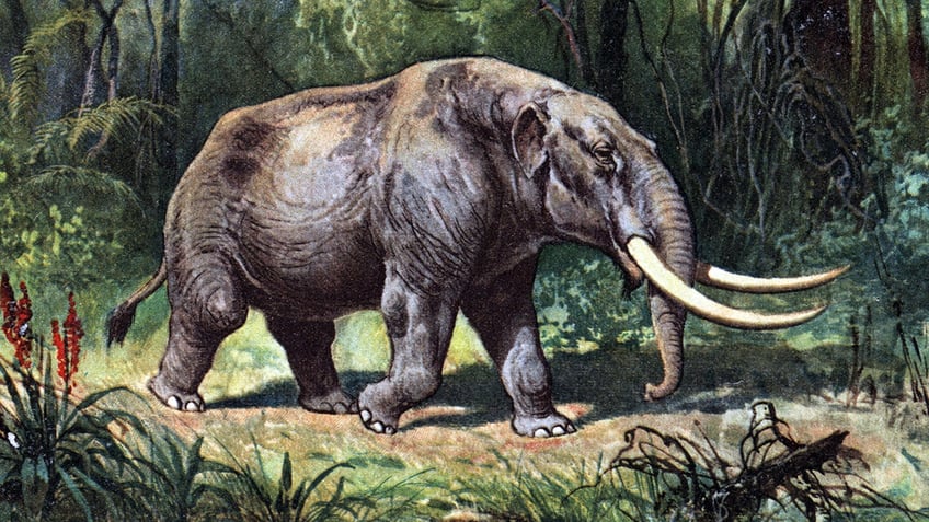 Mastodon mammal illustration