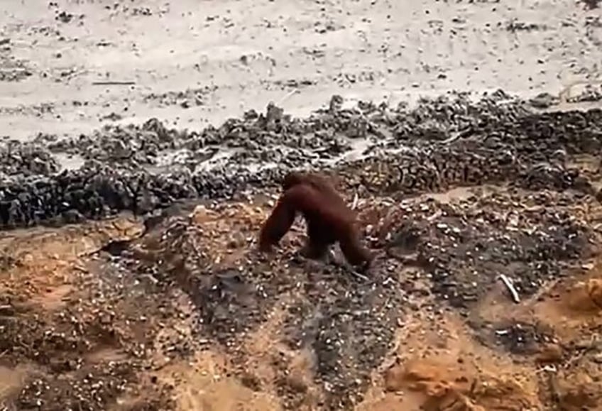 A critically endangered orangutan was seen walking in a coal mine in Borneo's East Kaliman