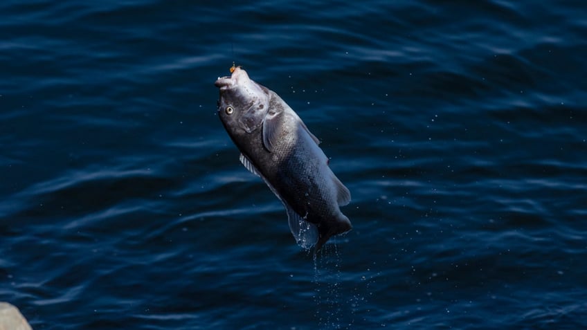 connecticut angler reels in monster fish to set new state record taugzilla