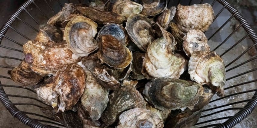 connecticut residents die after shellfish bacteria infection