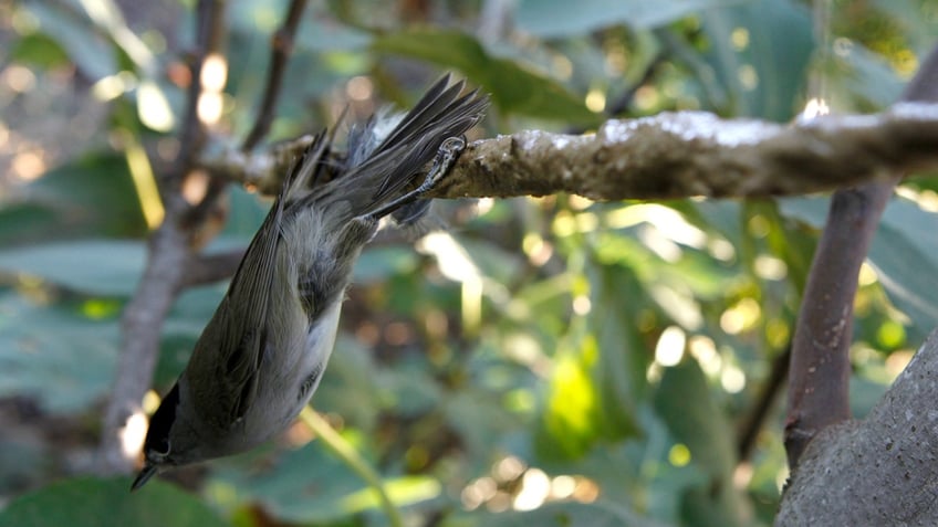 conservationists accuse cyprus of laxly enforcing songbird poaching laws