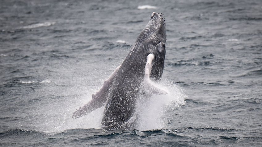 A humpback whale jumping in France