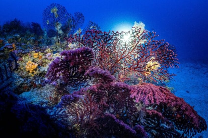Coral in the deep sea off the coast of the Greek island of Fournoi