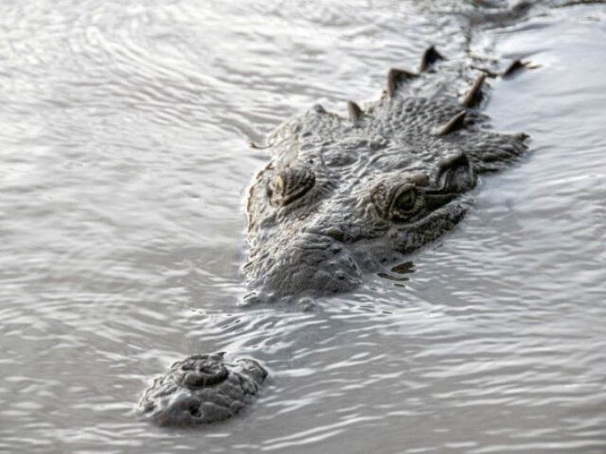 costa rican soccer player killed by crocodile after jumping into river