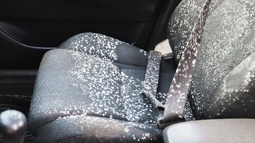 Mold in car