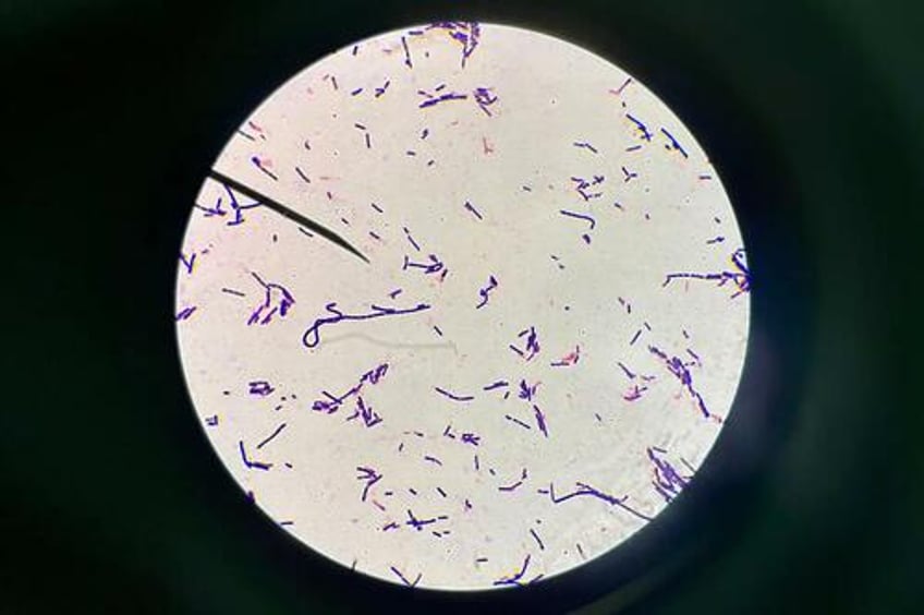 covid 19 mrna vaccines reduce a major beneficial bacteria gut biodiversity research