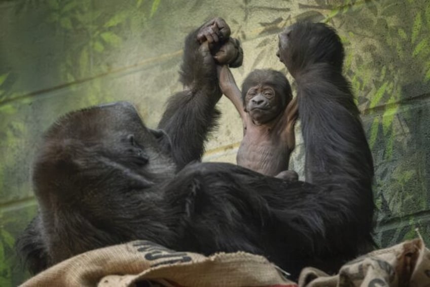 A January 17, 2024 handout picture released by London Zoo on January 18, 2024 shows western lowland gorilla Mjukuu holding her newly born baby gorilla, at London Zoo