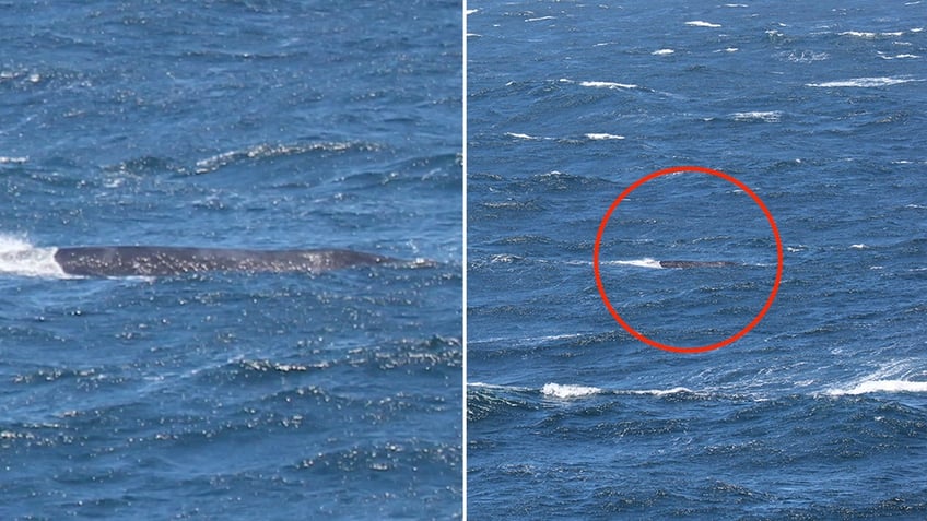 NPRW spotted off coast of California