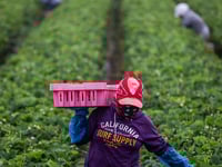 Critics sound off against Trump's 'temporary pass' for migrant farm, hospitality workers