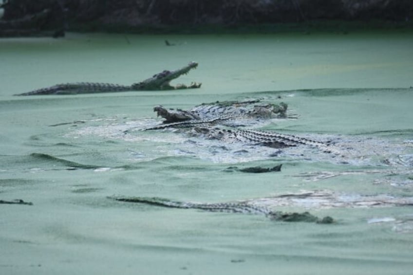 Captive crocodiles swim in a park in Medan, Indonesia. Crocodiles are responsible for seve