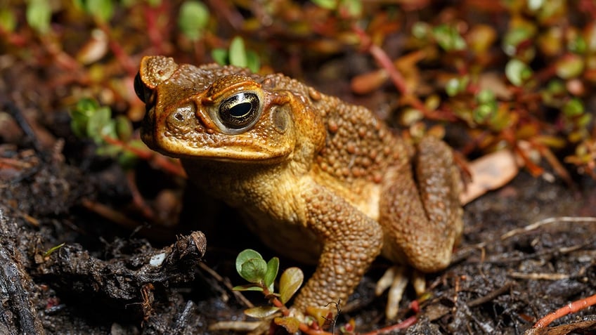 Cane toad in Australia