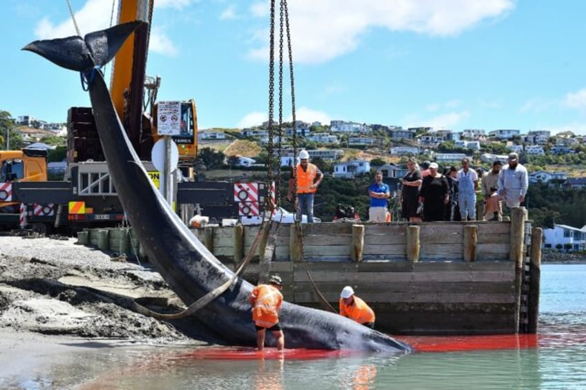 People gather on a New Zealand beach as a young whale that died in a rare stranding is pulled to shore