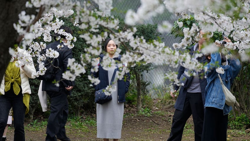 Cherry blossoms