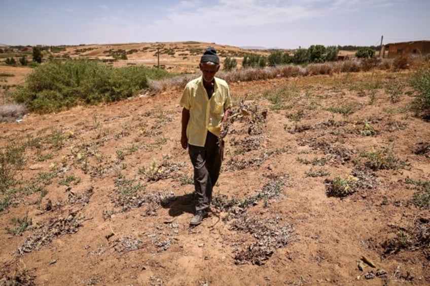 A man inspects his damaged crops, in the Moroccan town of Sidi Slimane, after six years of