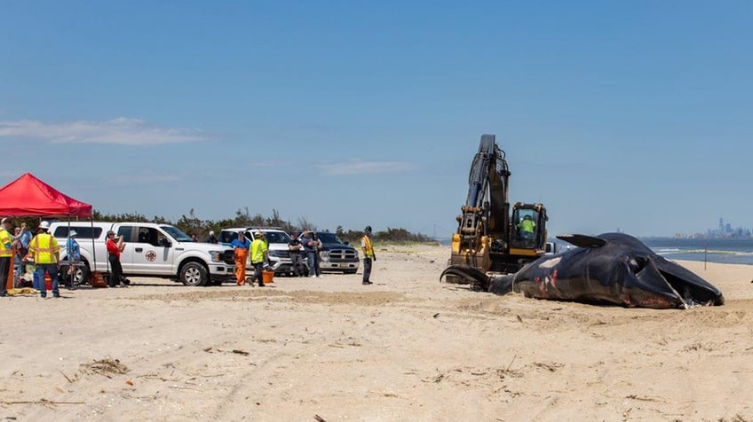 Dead sei whale being cleaned off shore